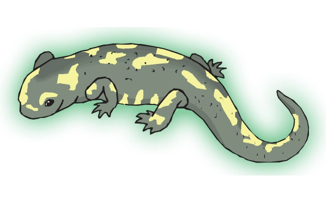 green_salamander